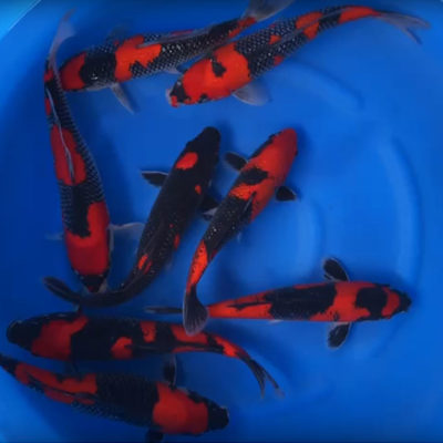 30-35 cm High Quality Nisai Goshiki Japanese Koi from Aoki Koi Farm