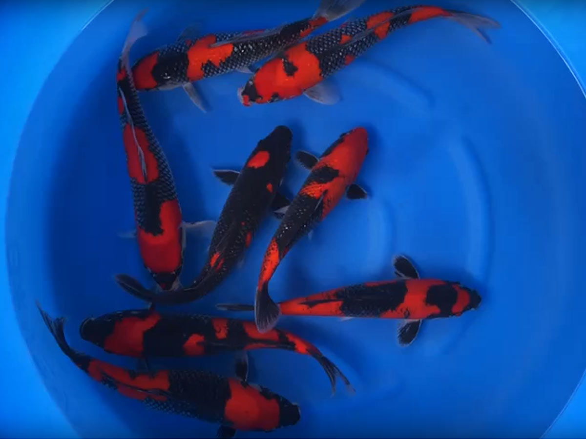 30-35 cm High Quality Goshiki Japanese Koi From Aoki Koi Farm