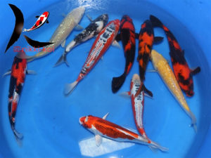 32-40 cm Japanese Koi Mix 2 From Marusei Koi Farm