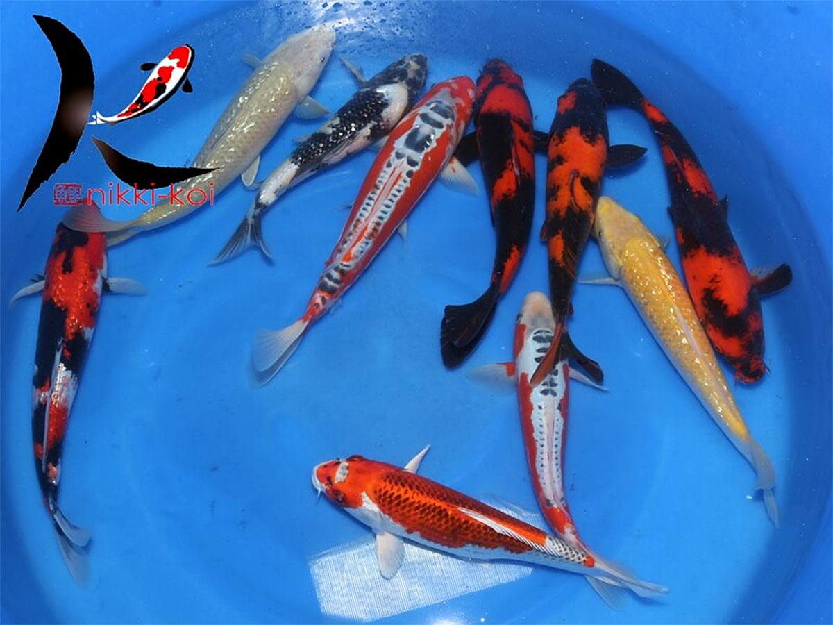 32-40 cm Nisai Japanese Koi Mix From Marusei Koi Farm - Hydrosphere