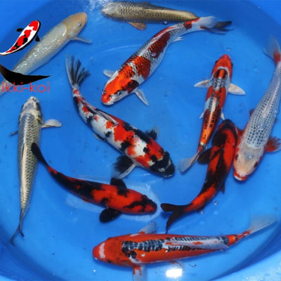 32-40 cm Nisai Japanese Koi From Marusei Koi Farm