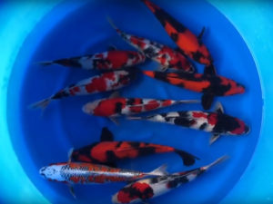 35-40 cm Select Japanese Koi Mix Marusei Koi Farm