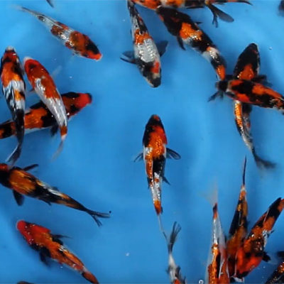 13-15 cm Ginrin Showa Japanese Koi From Takahashi Koi Farm