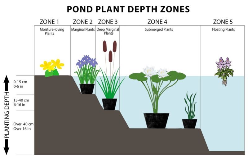 Pond Plant Depth Zones Hydrosphere Water Gardens