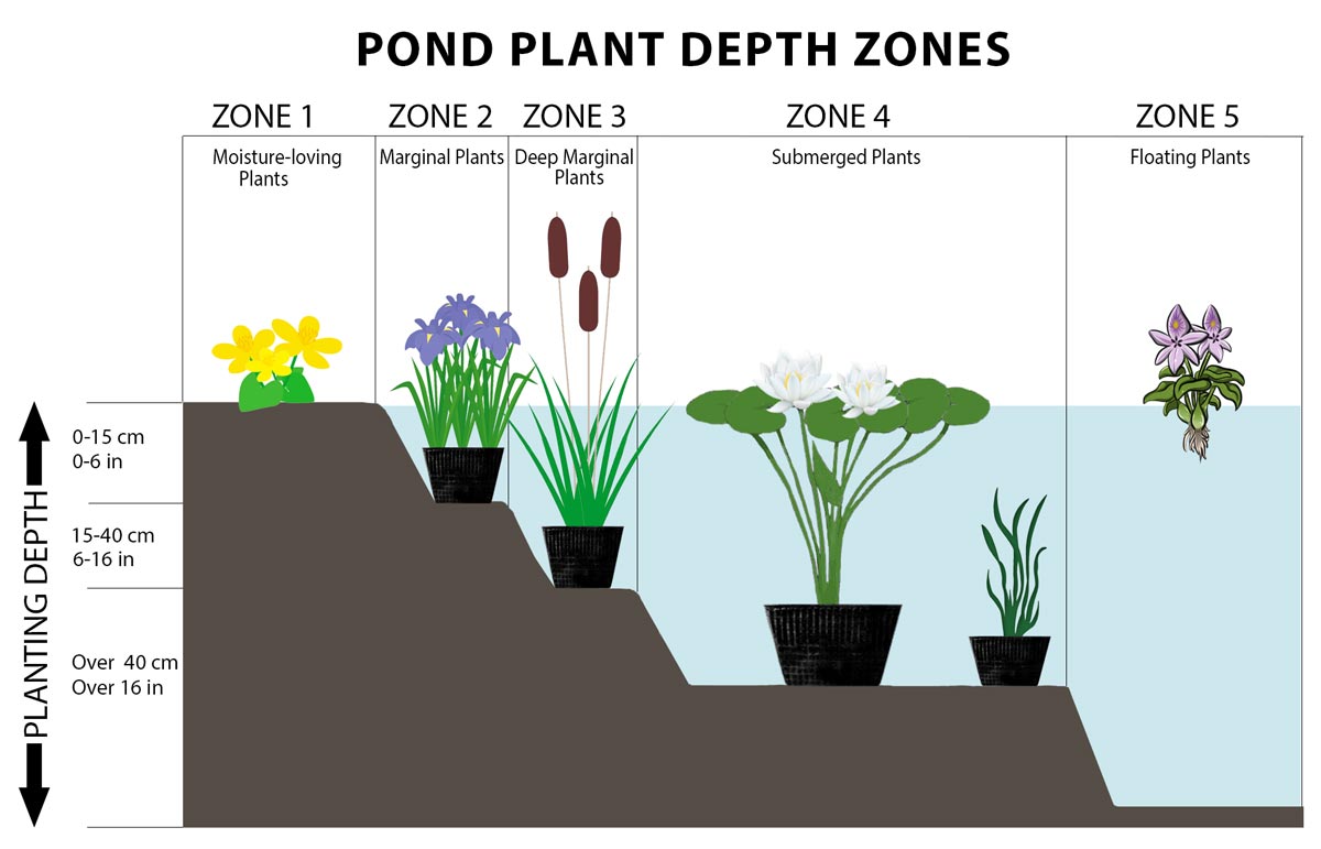 Pond Plant Depth Zones