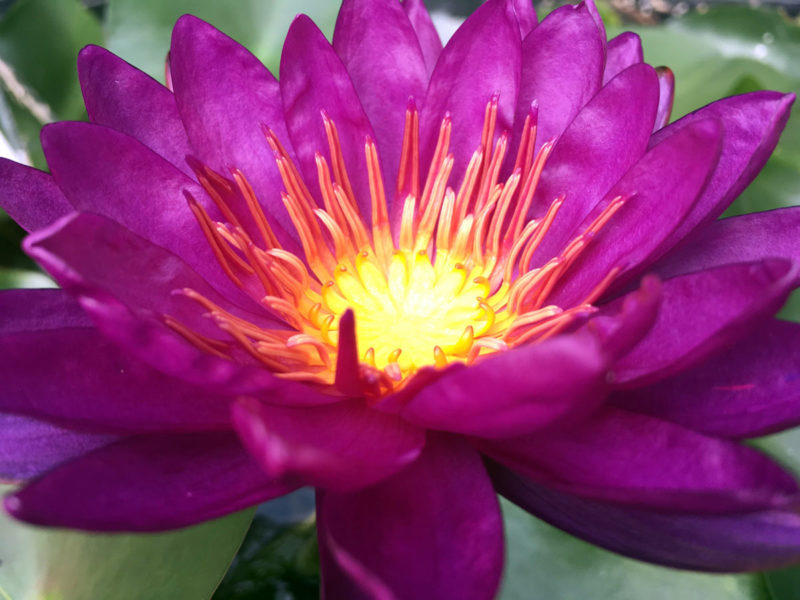 Purple Fantasy Hardy Water Lily Close UP