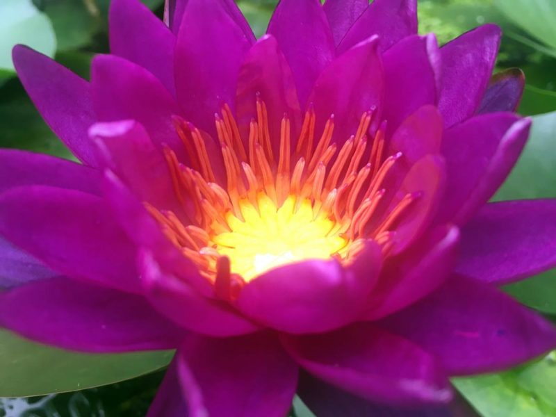 Purple Fantasy Hardy Water Lily Close Up