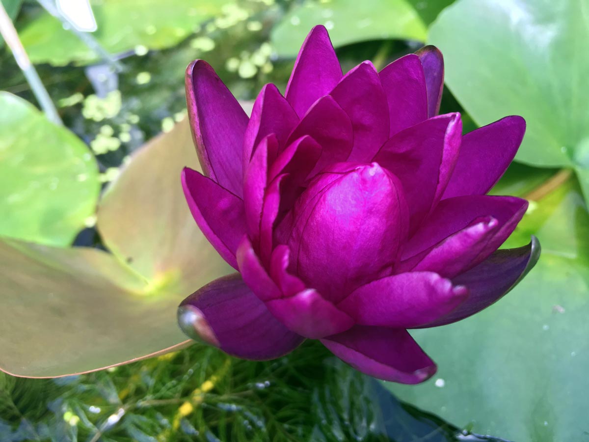 Purple Fantasy Hardy Water Lily Opening