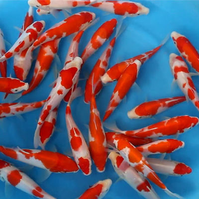 15-18 cm Kohaku Japanese Koi