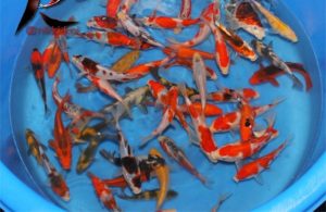 13-15 cm Japanese koi mix from Otsuka koi farm