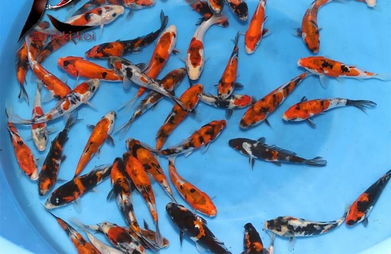 12-15 cm doitsu showa Japanese koi from Takahashi Koi Farm