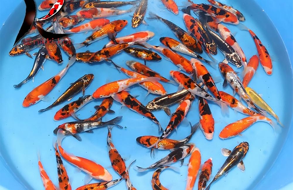 Koi Varieties Guide - Hydrosphere - The Koi Pond Experts