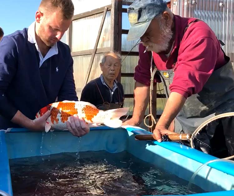 Tsuna Koi Farm