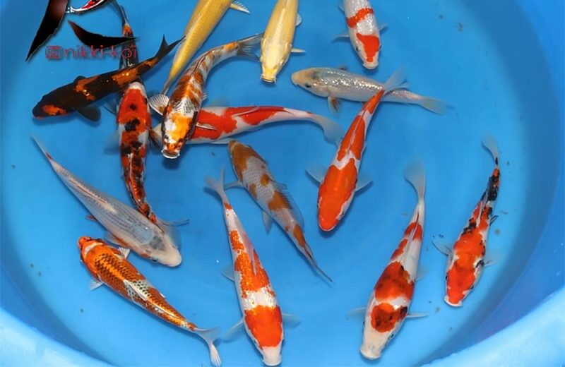 12-15 cm Japanese Koi from Yagoro koi farm