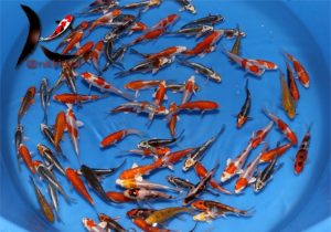 10-13 Japanese koi mix from Marusaka koi farm