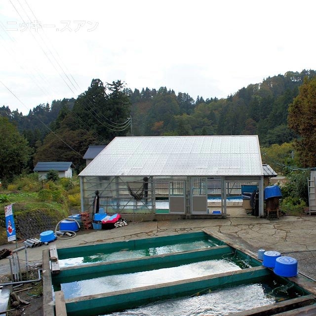 Marusaka Koi Farm
