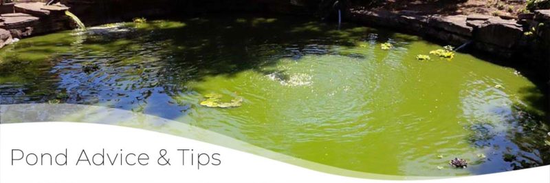 pond advice and tips