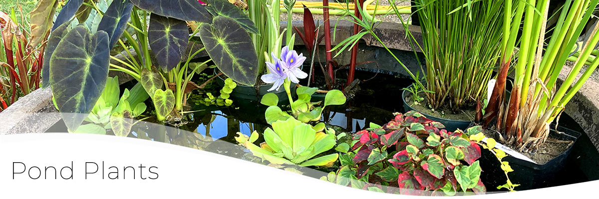 aquatic pond plants