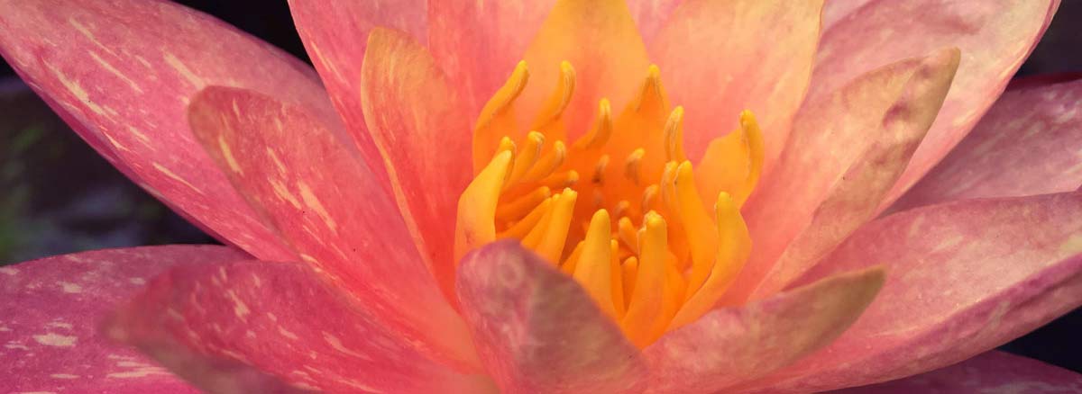 wanvisa water lily close up