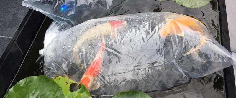 acclimating koi in pond