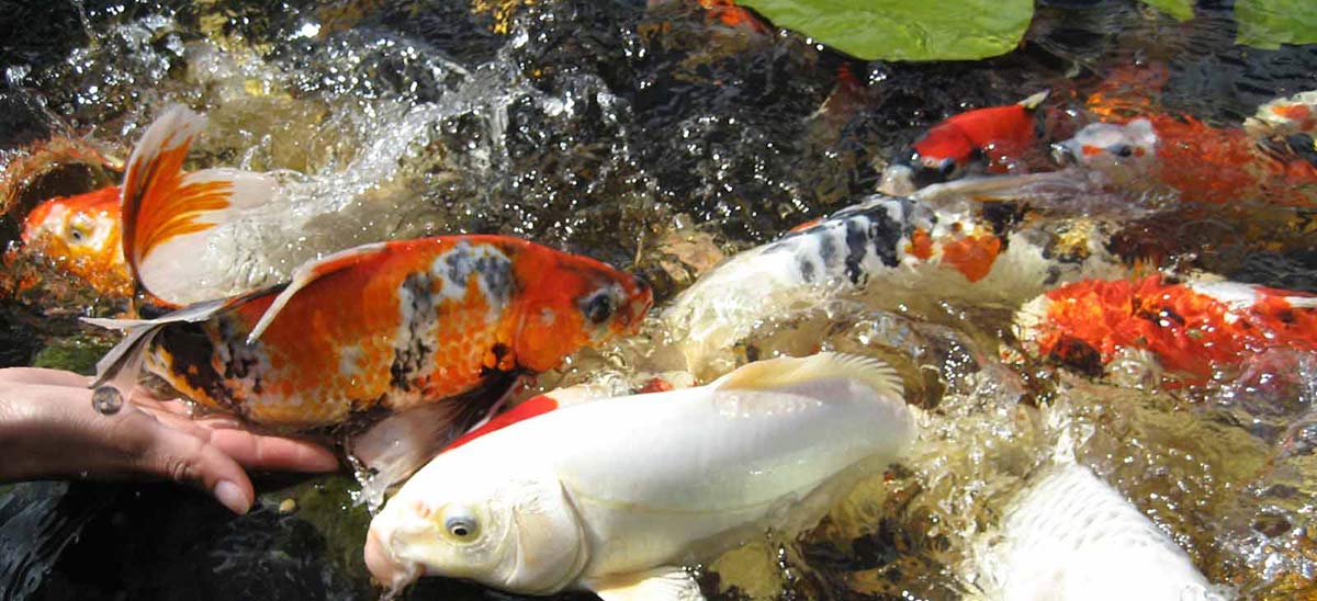 how to hand feed koi