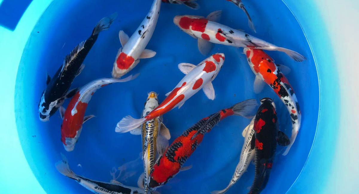 koi for ponds