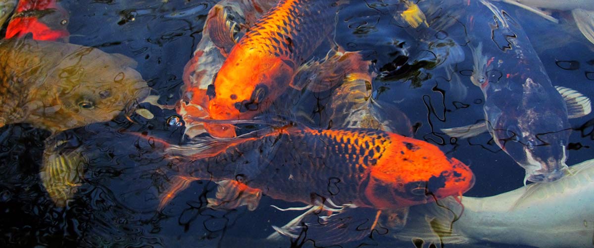 koi in pond