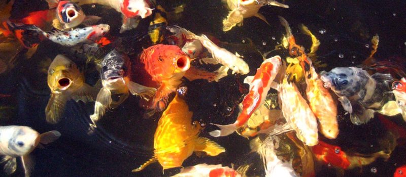 colourful pond fish
