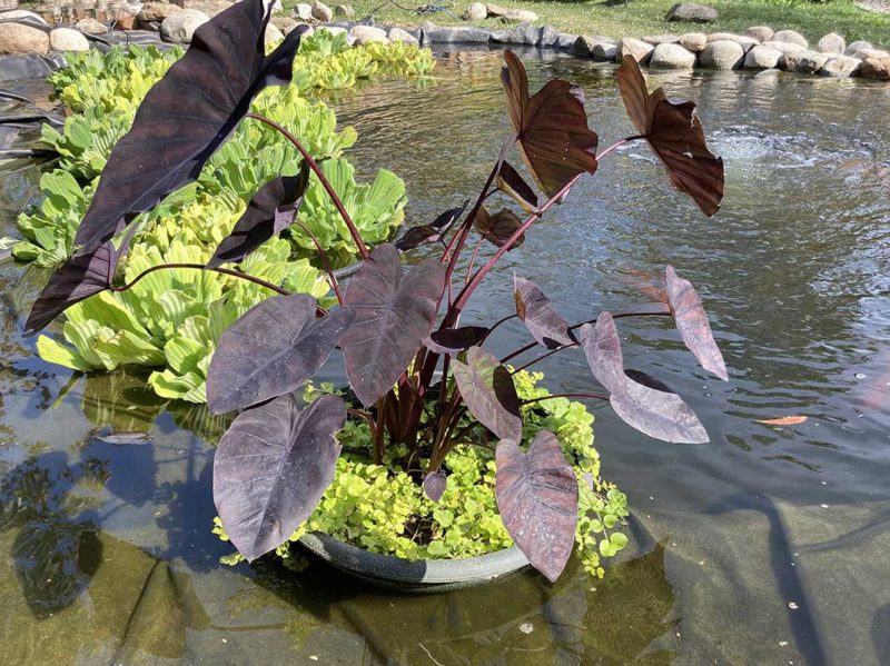 plants at Hydrosphere The Pond Experts
