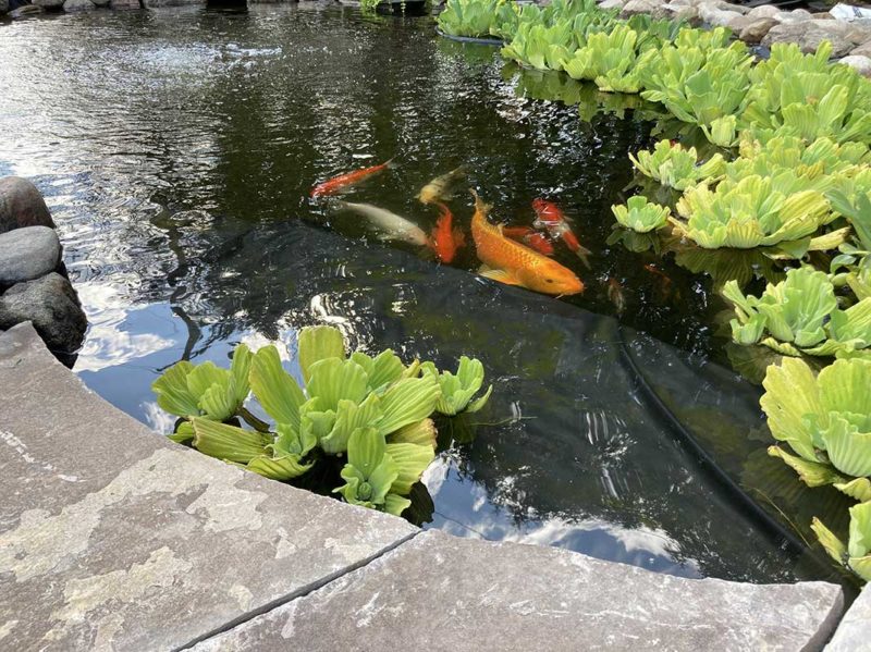 display pond at Hydrosphere The Pond Experts