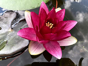 attraction water lily