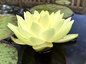 Charlene Strawn water lily