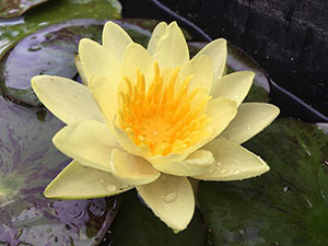 chromatella water lily