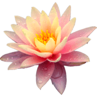 peach water lilies