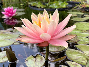 Colorado water lily