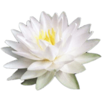 white water lilies