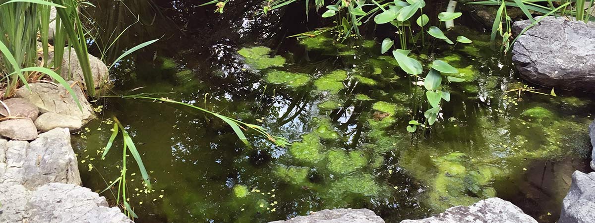 how to control pond algae