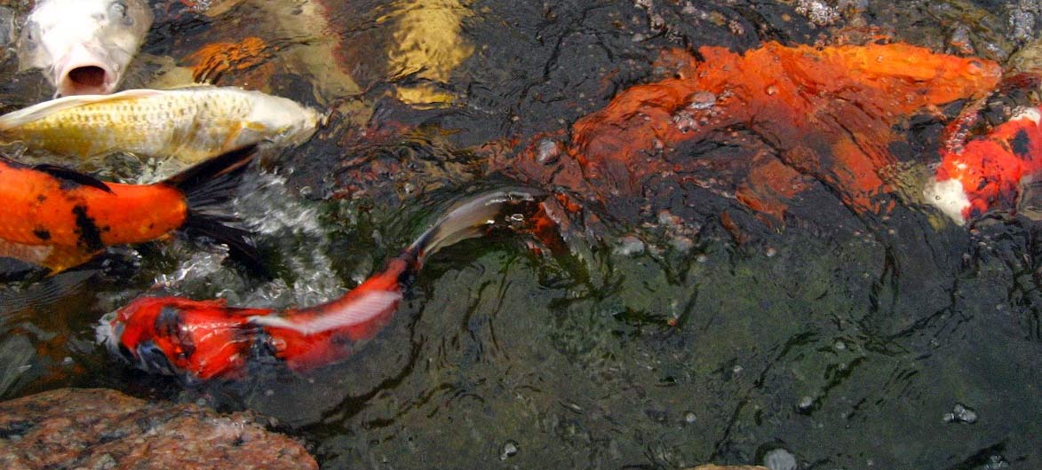 koi spawning behaviour