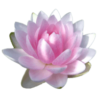 pink water lilies