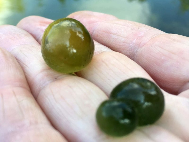 nostoc algae aka freshwater grapes