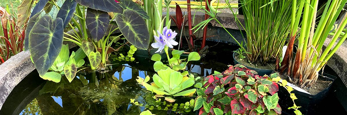 pond plants