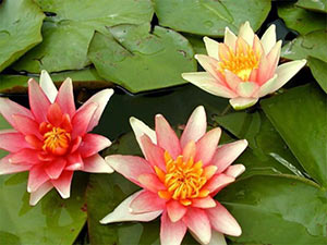 Sioux water lily
