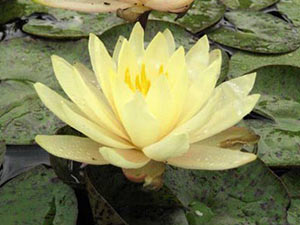 Texas Dawn water Lily