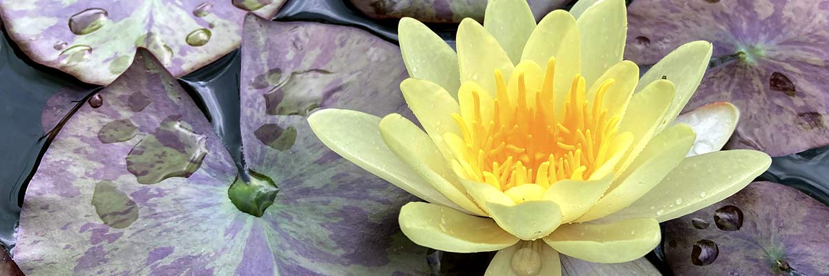 water lilies for shaded ponds