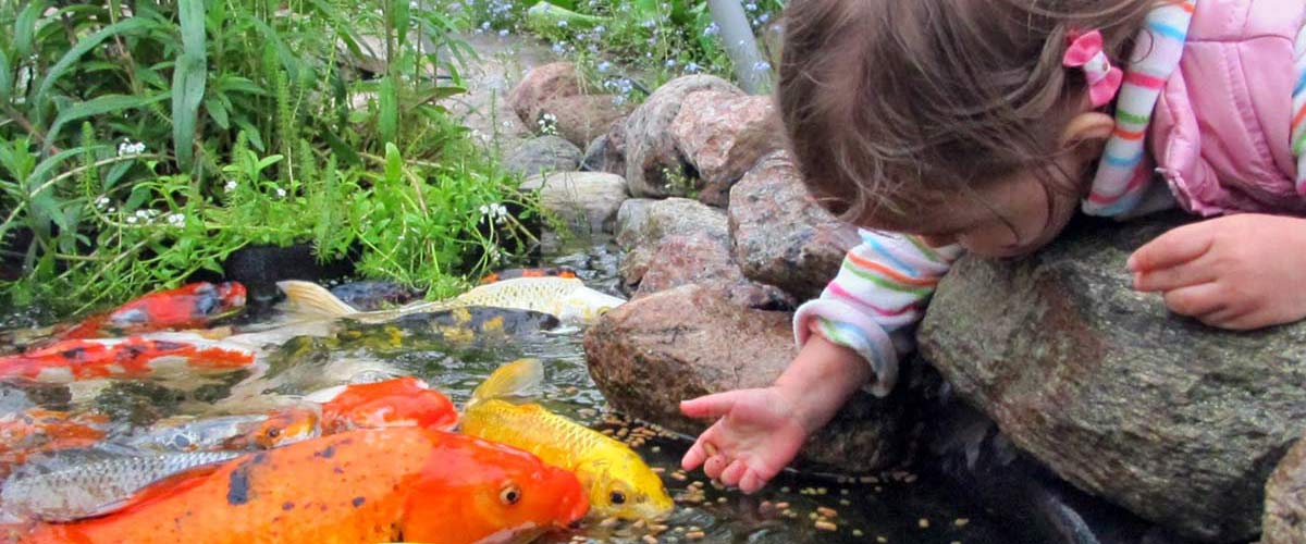 child feeding koi