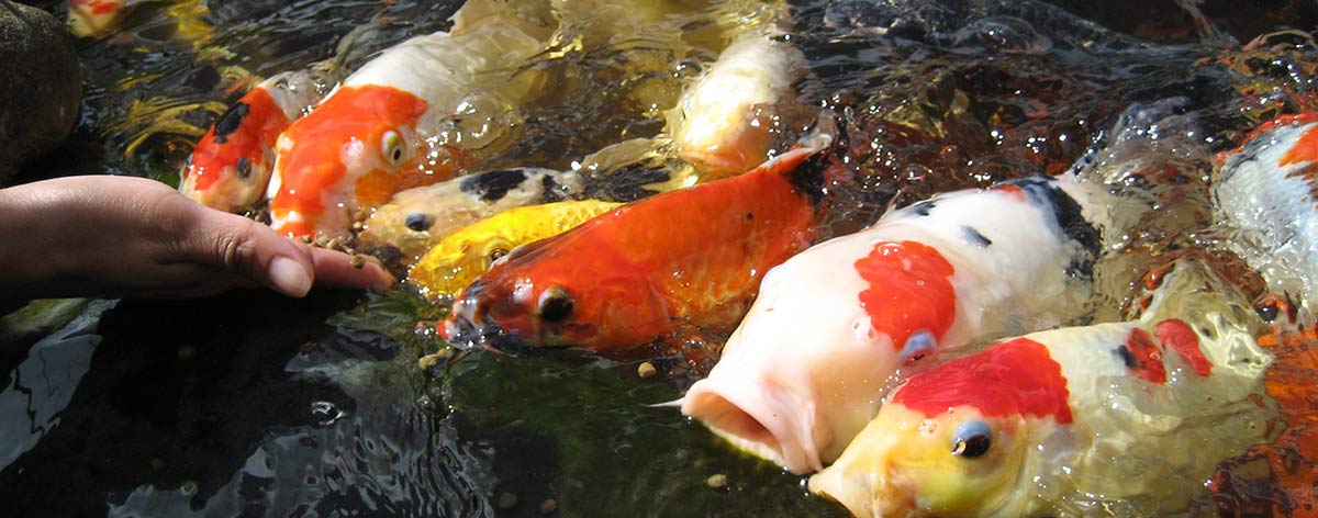 hand feeding koi