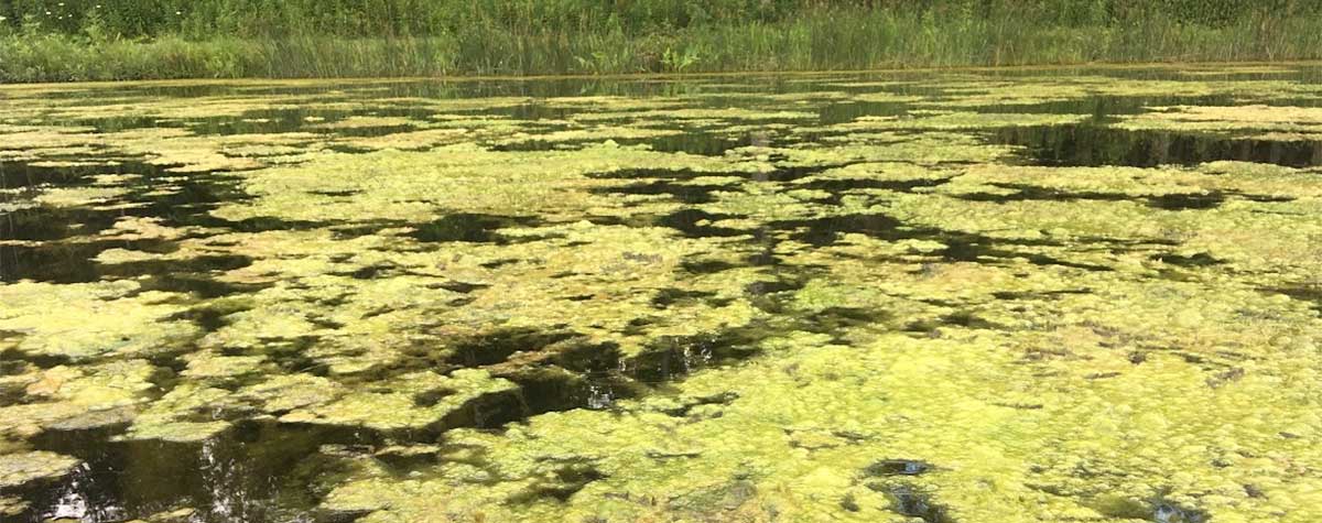 large pond algae control