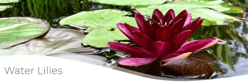 water lilies for ponds