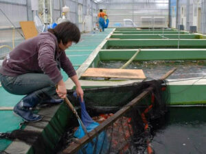 Miyatora Koi Farm