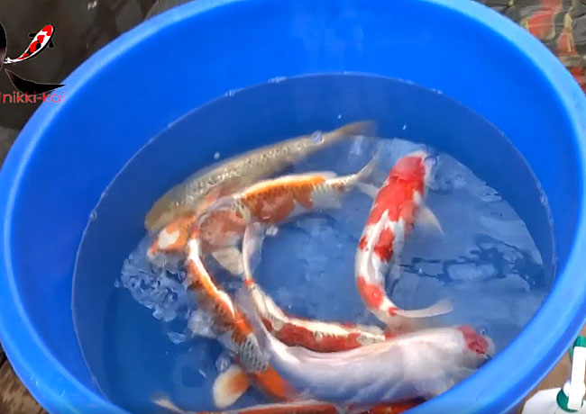 Yagoro koi farm nisai